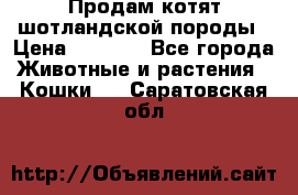 Продам котят шотландской породы › Цена ­ 2 000 - Все города Животные и растения » Кошки   . Саратовская обл.